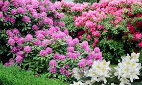 rododendron_2_1.jpg